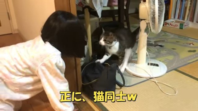 向かい合う女の子と猫