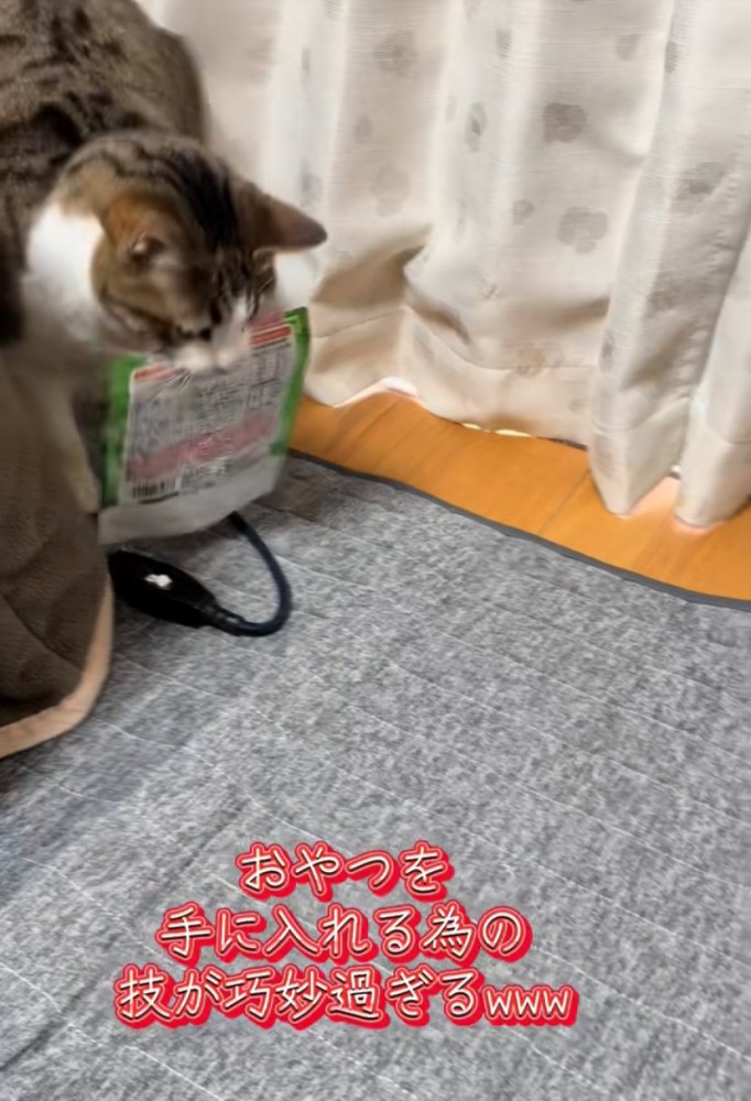 おやつの袋を持参する猫