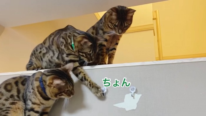 フックを触る猫と見る猫