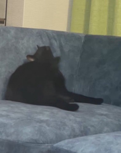 ソファの上で耳を掻く猫