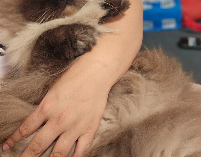 人に抱かれている猫