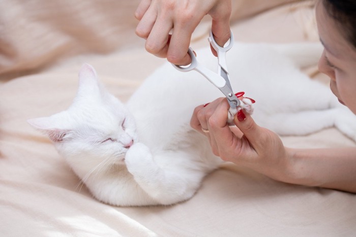 猫の爪切り