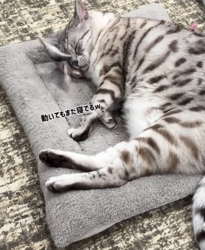 動くおもちゃの上に頭を乗せて眠る猫