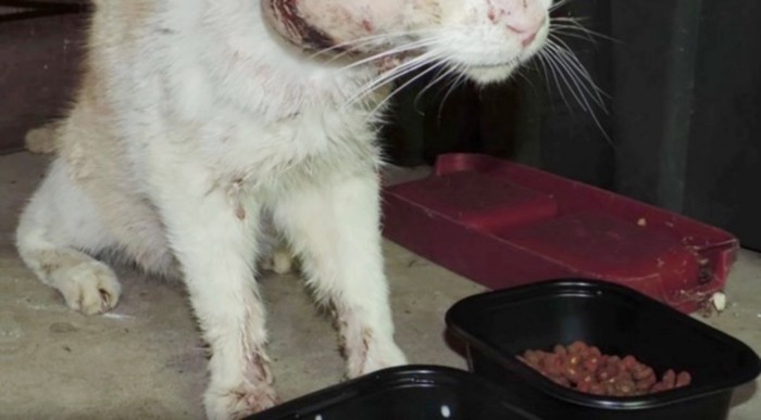 猫の餌と水入れ