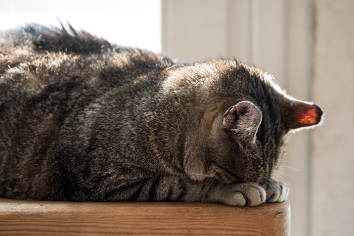 うつ伏せで顔を隠して眠る猫