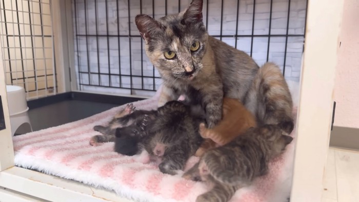 ママにくっつく子猫たち