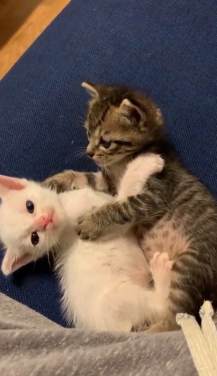 こむぎくんがこゆきちゃんを抱えるようにじゃれる様子