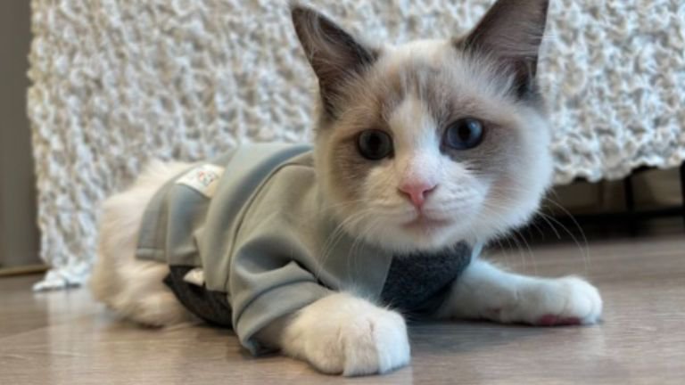 室内にいる猫