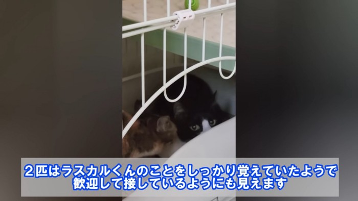 ハチワレ猫に近づく猫