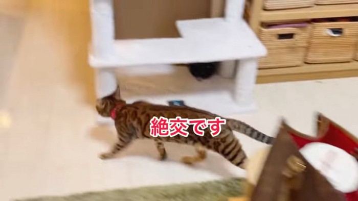 走りさる猫