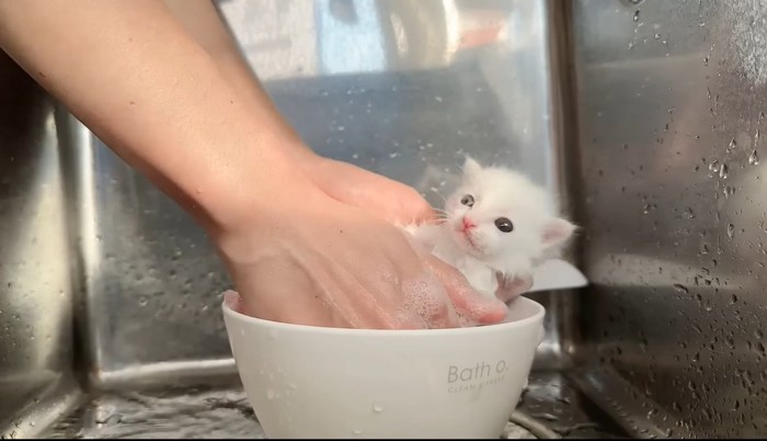 気持ちよさそうに湯船につかる猫