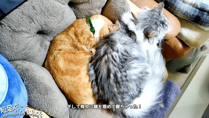 顔を埋めて寝る茶色の猫