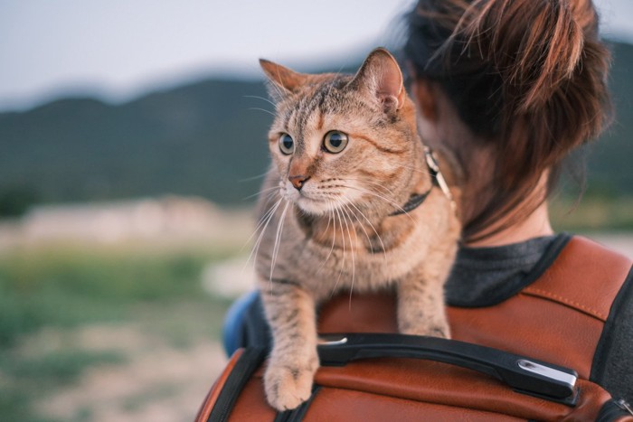 肩乗り猫とリュックを背負う女性