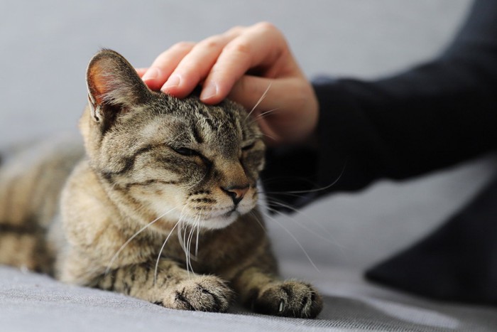 撫でられる猫