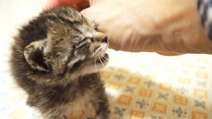 なでられる子猫