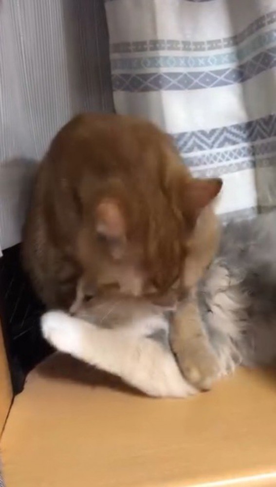 子猫を毛繕いする茶トラ猫