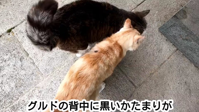 背中が黒くなっている茶トラ猫