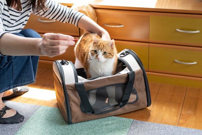 キャリーケースにはいる猫