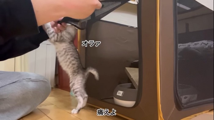 噛み付く子猫