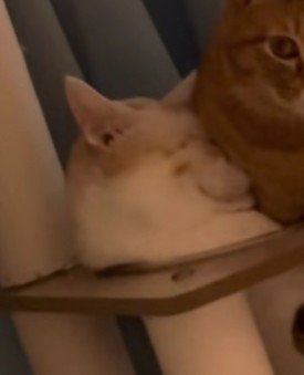 ボウルに入る猫