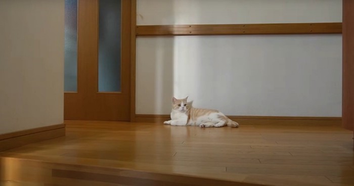寝そべる茶白