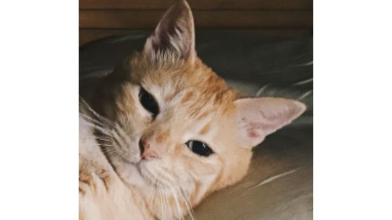 猫の顔