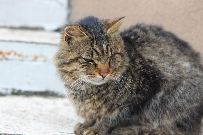 野良猫