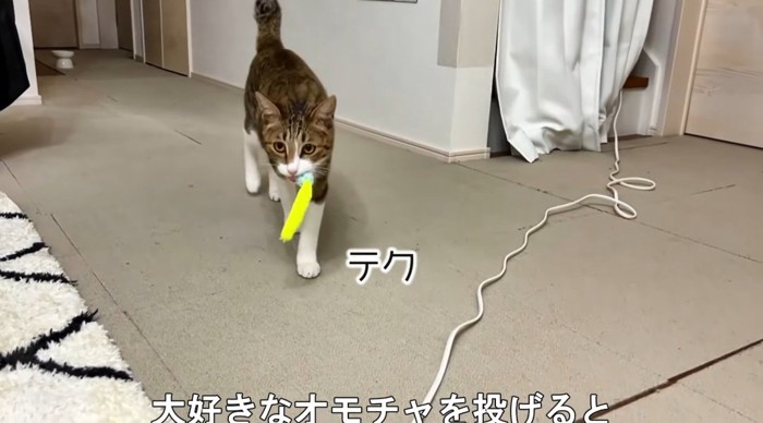 オモチャを咥える猫