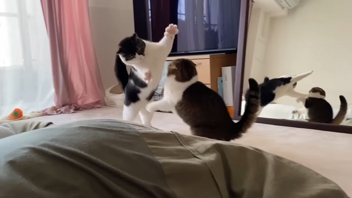 飛びかかる猫