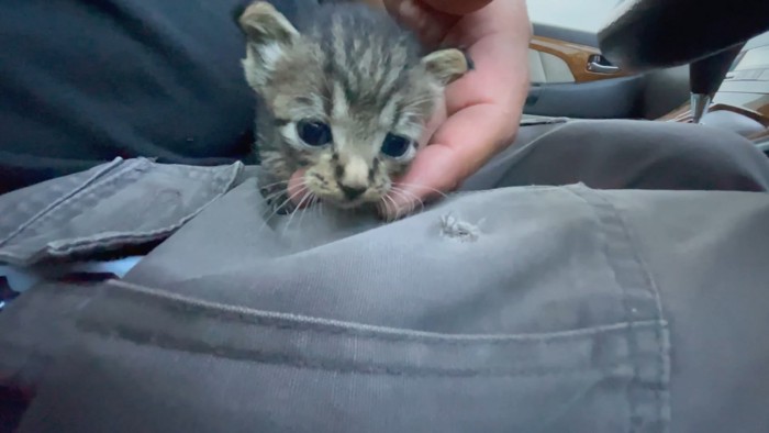保護された子猫