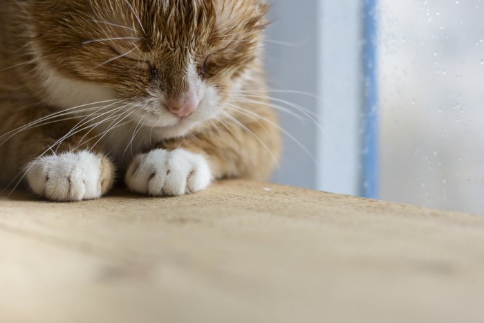 雨の日に寝ている猫