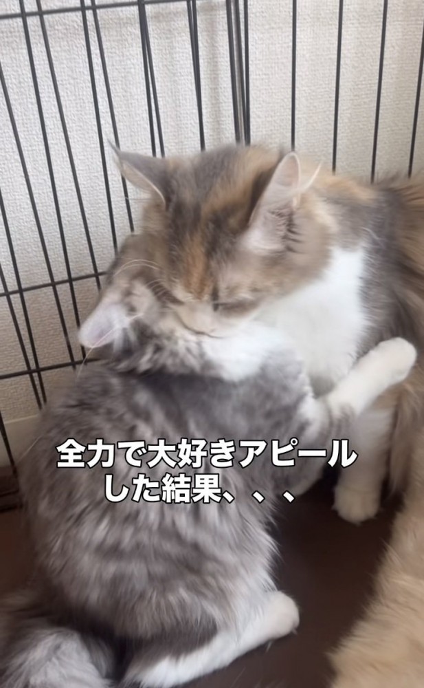 ママ猫に抱きつく子猫