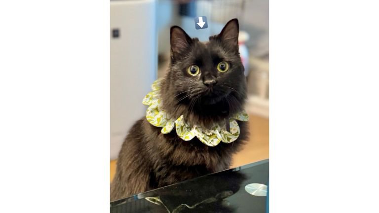 被り物をしている猫