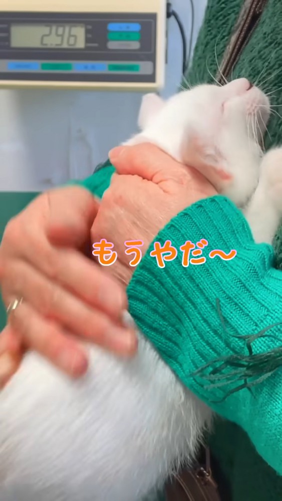 逃げようとする子猫