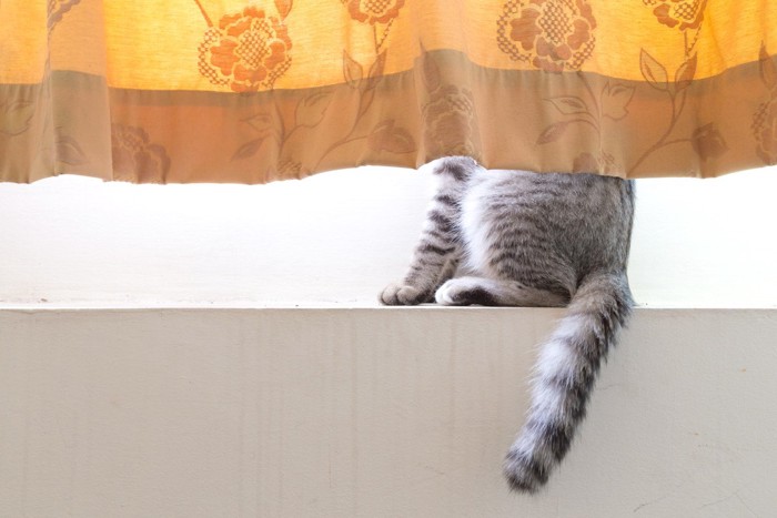 カーテンの下から見えている猫の下半身