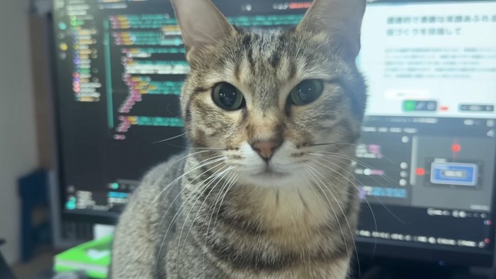 圧をかける猫