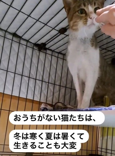 人の指を見る猫