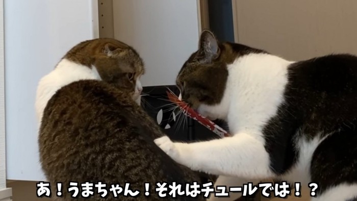 ちゅーるをくわえる猫と見ている猫