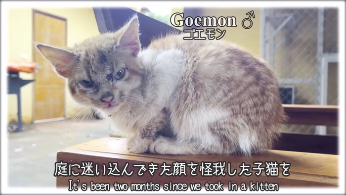 テロップ「庭に迷い込んできた~」