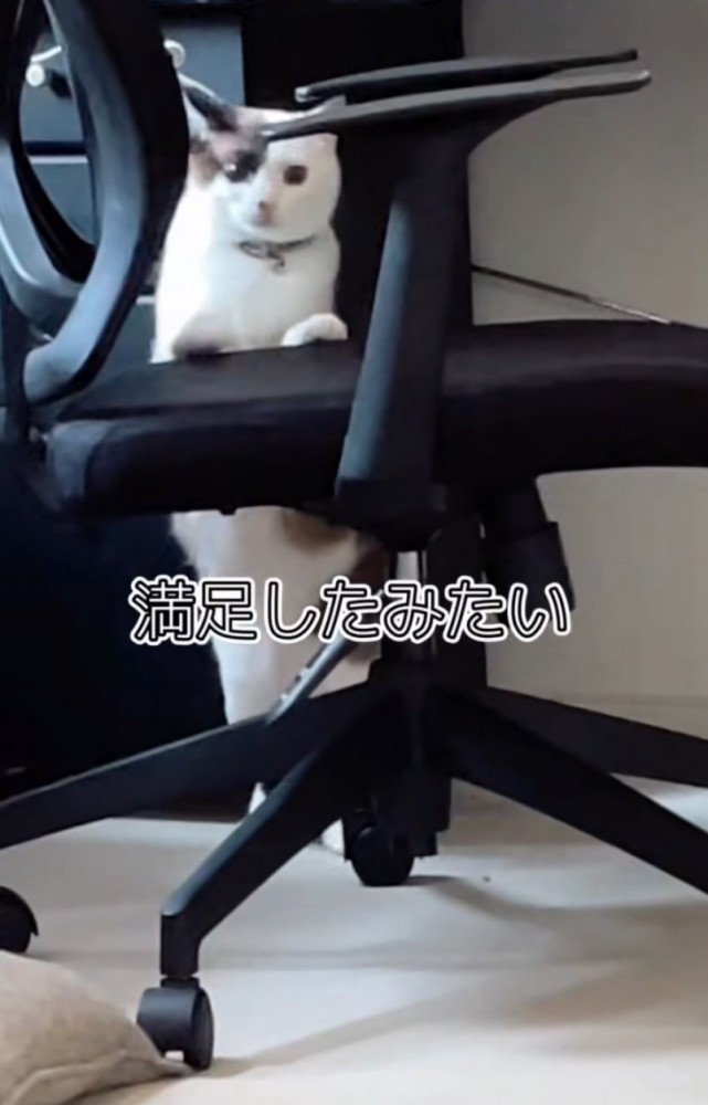満足そうな猫