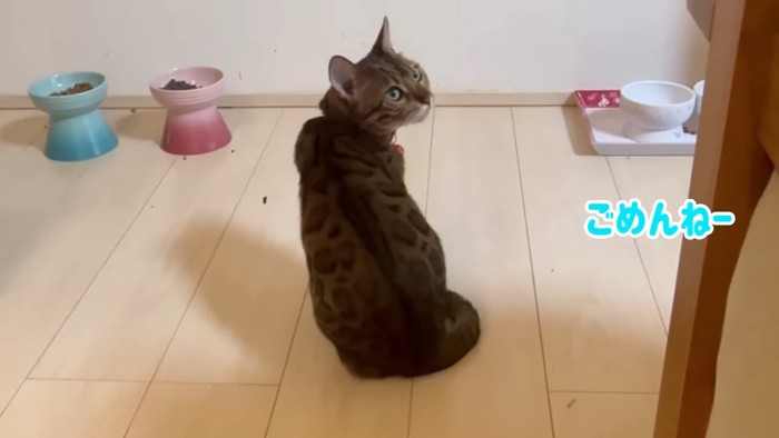 おすわりして振り向く猫