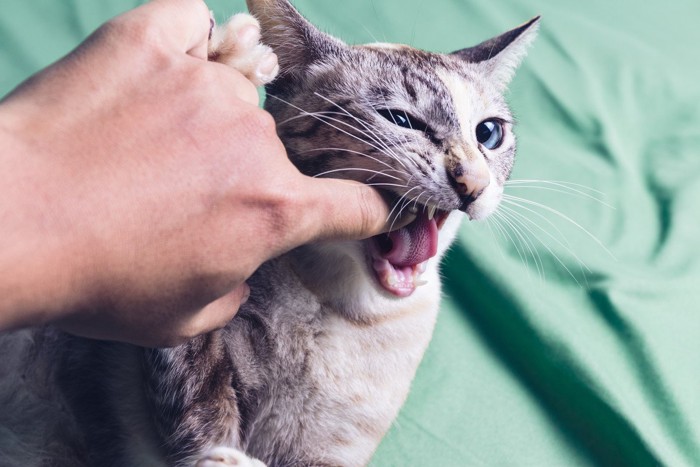 飼い主の指をかむ猫