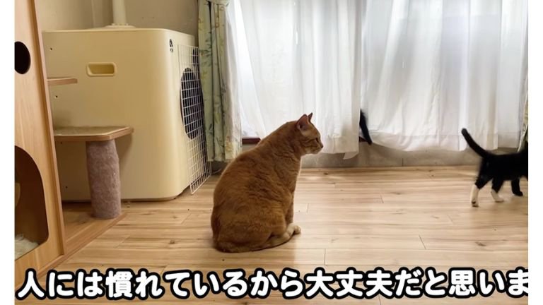 室内にいる猫