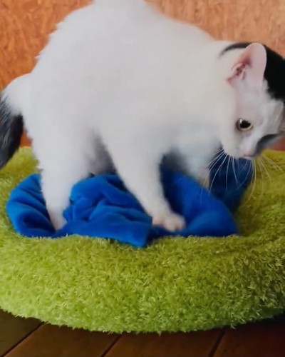 毛布の上に立っている猫