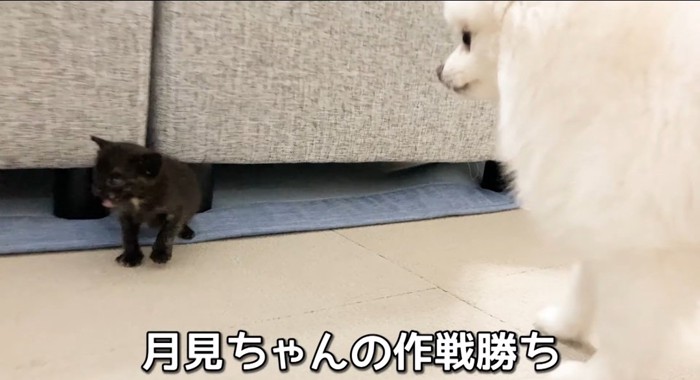 向かい合う猫と犬