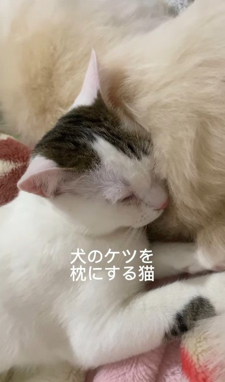 犬のお尻で眠る猫