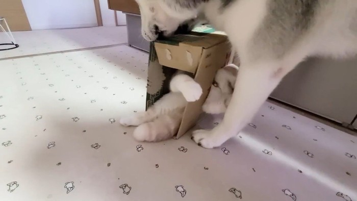 箱に被さるはっちゃん