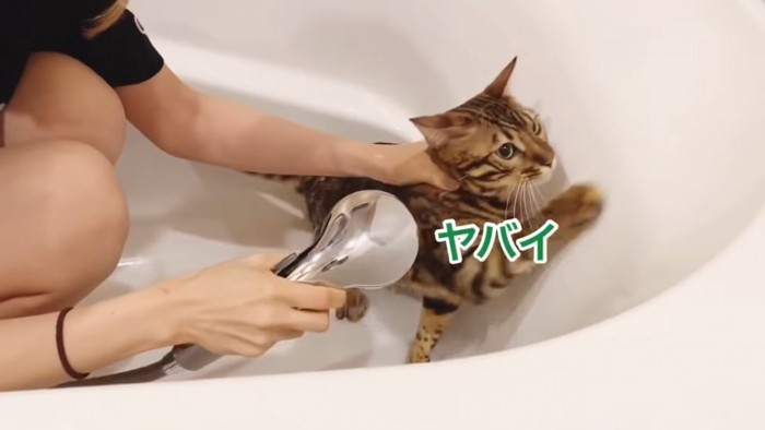 シャワーをかけられ逃げようとする猫