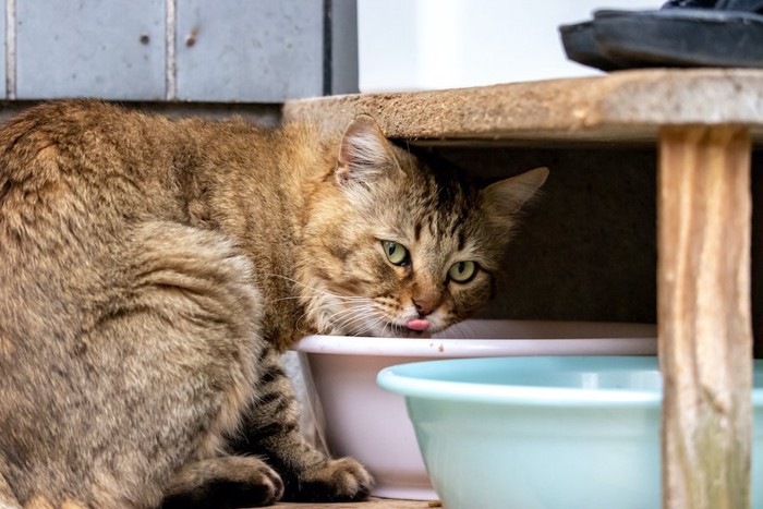 外に置いてあるご飯を食べる野良猫