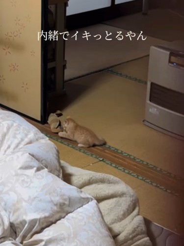 ひとりでいる子猫の後ろ姿